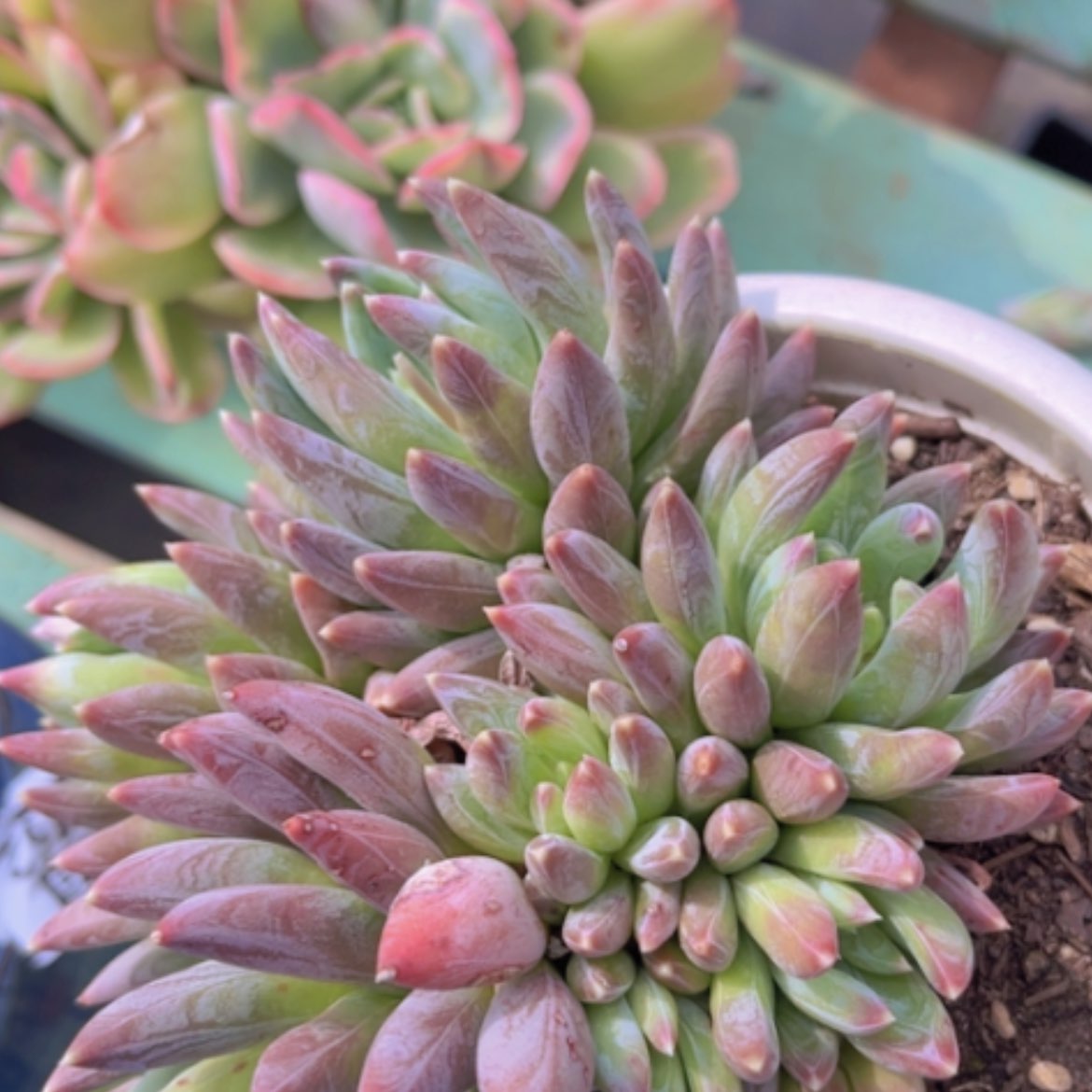 【闪购商品】炫彩星10246