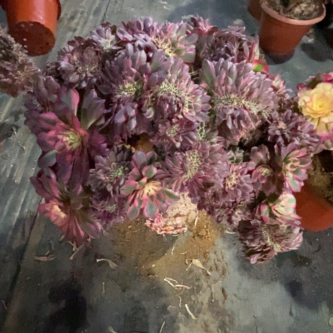 无花朵倾城缀化老庄