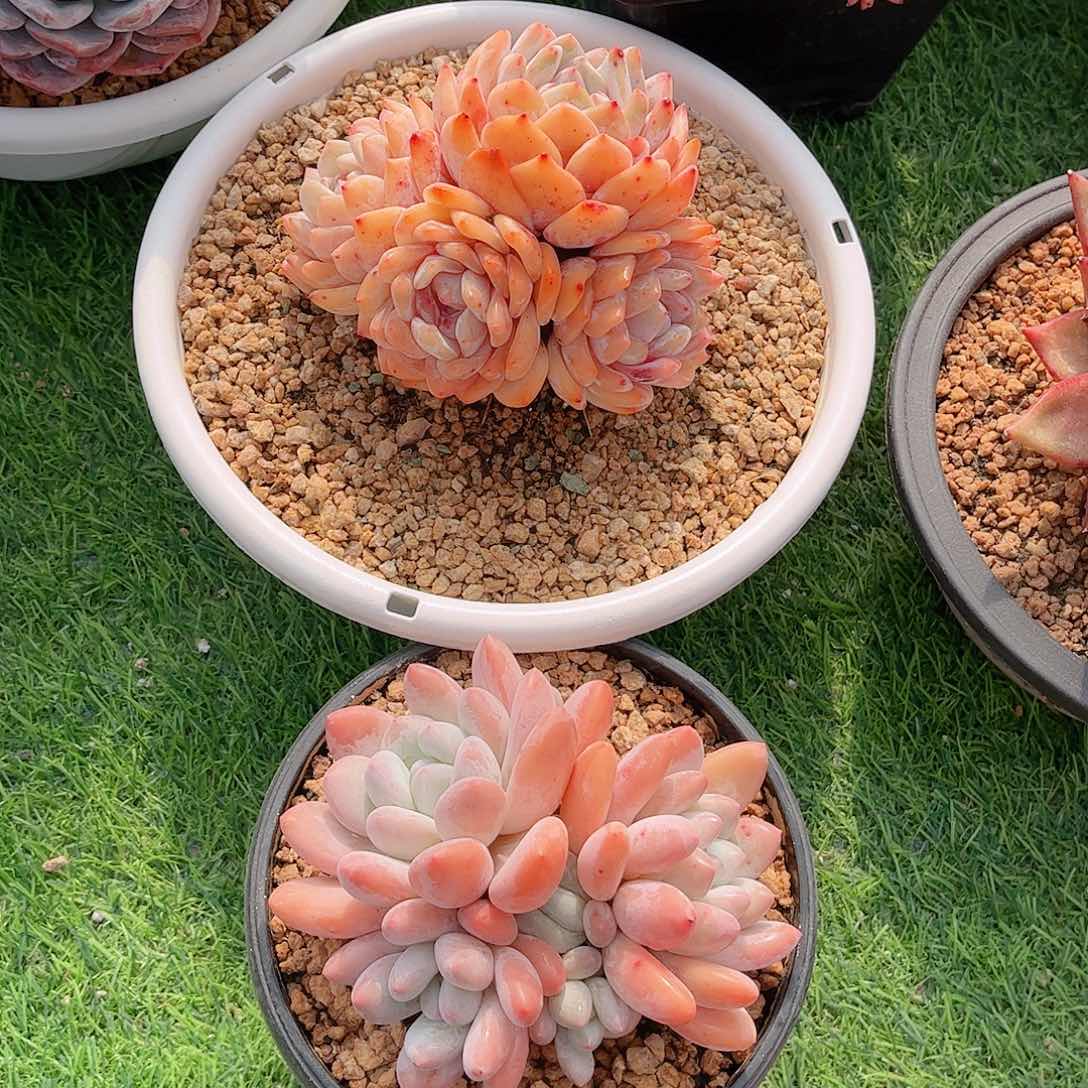 福利组合两颗多肉