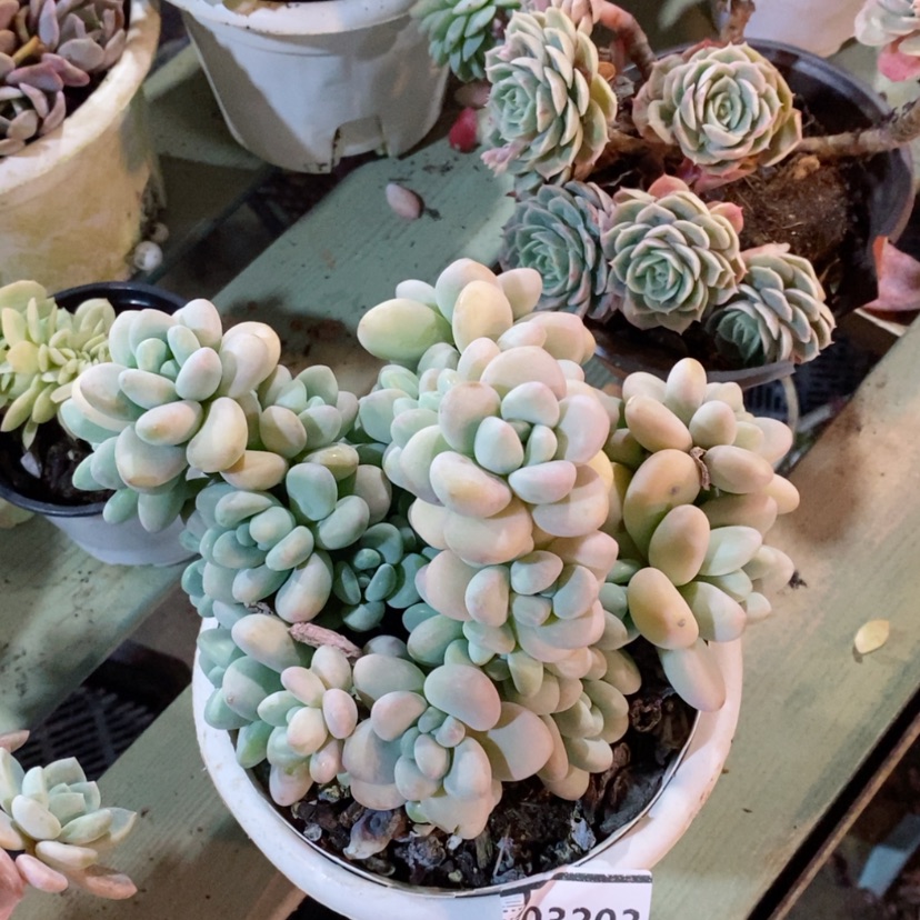 【闪购商品】洛神03203