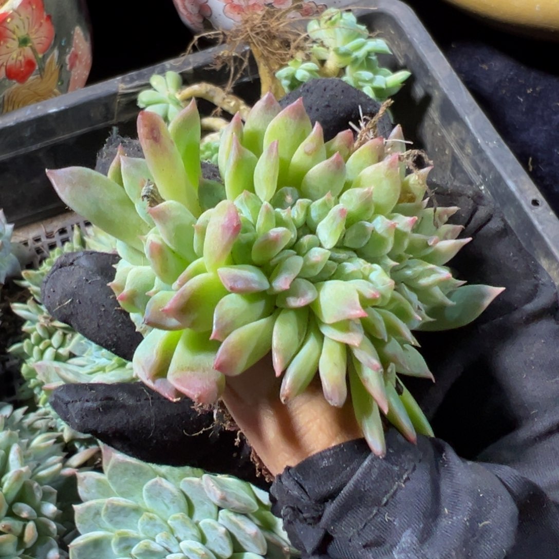 紫心山茶花冰魄缀微瑕