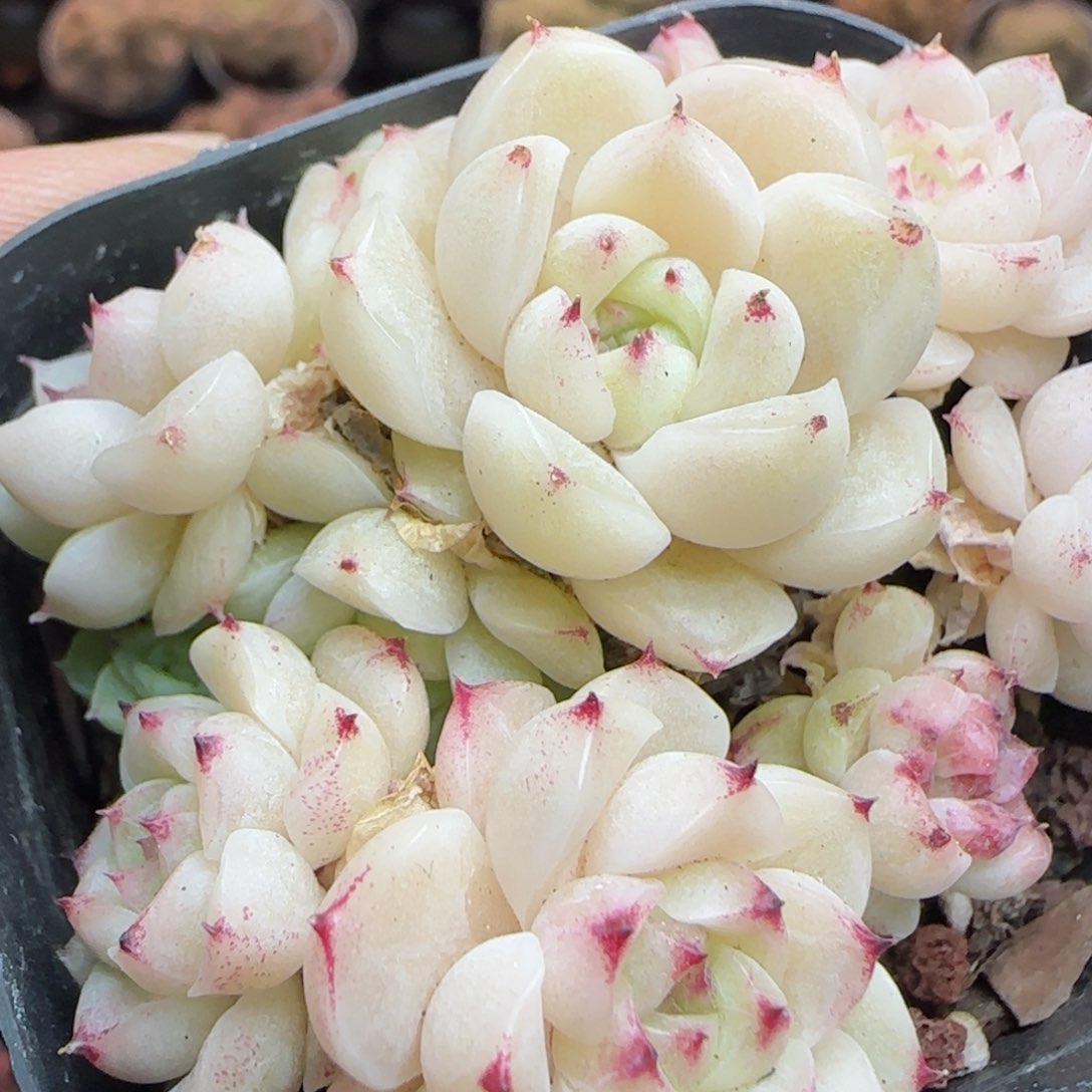 花语逸镜0310-493散