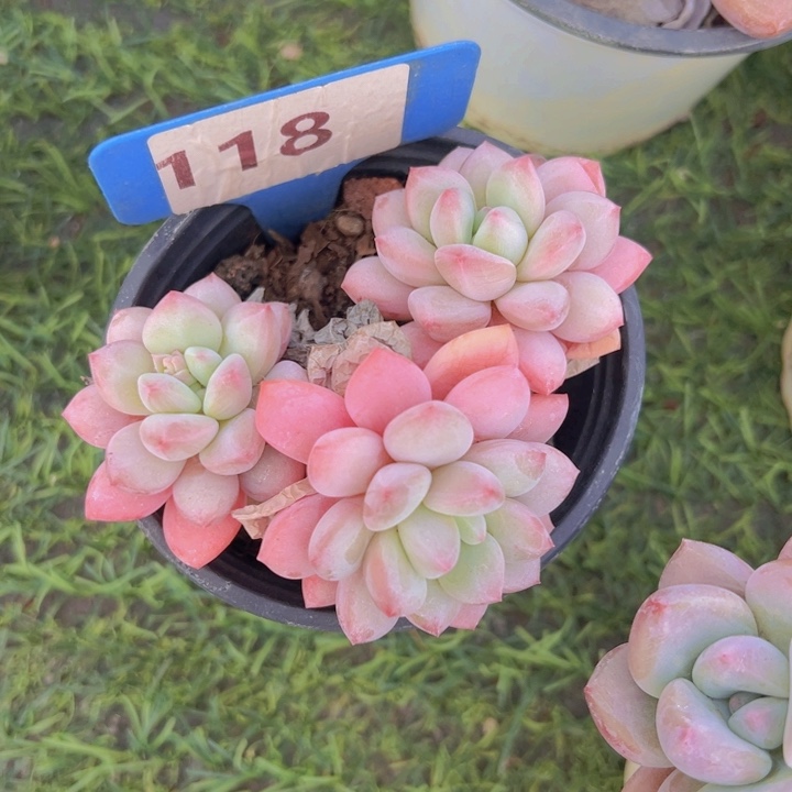 健健康康平平安安