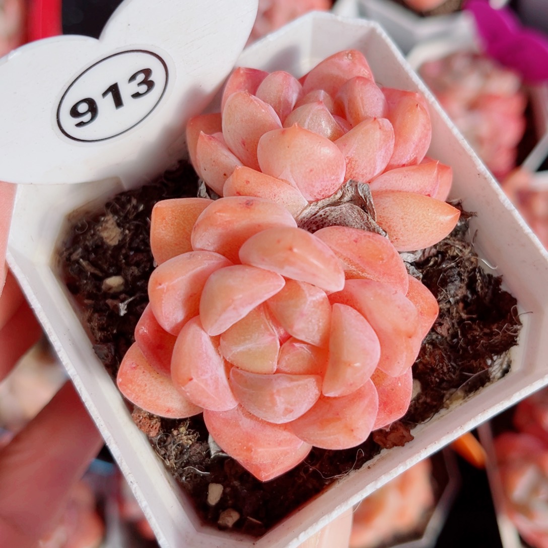 913号小老桩糖心双头