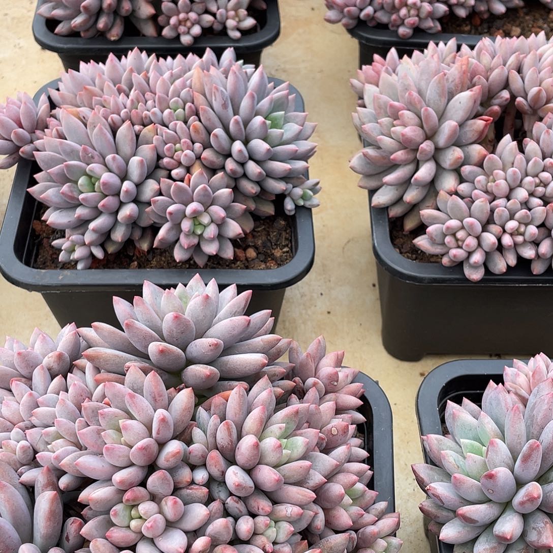 蓝精灵精控老桩18厘米可挑