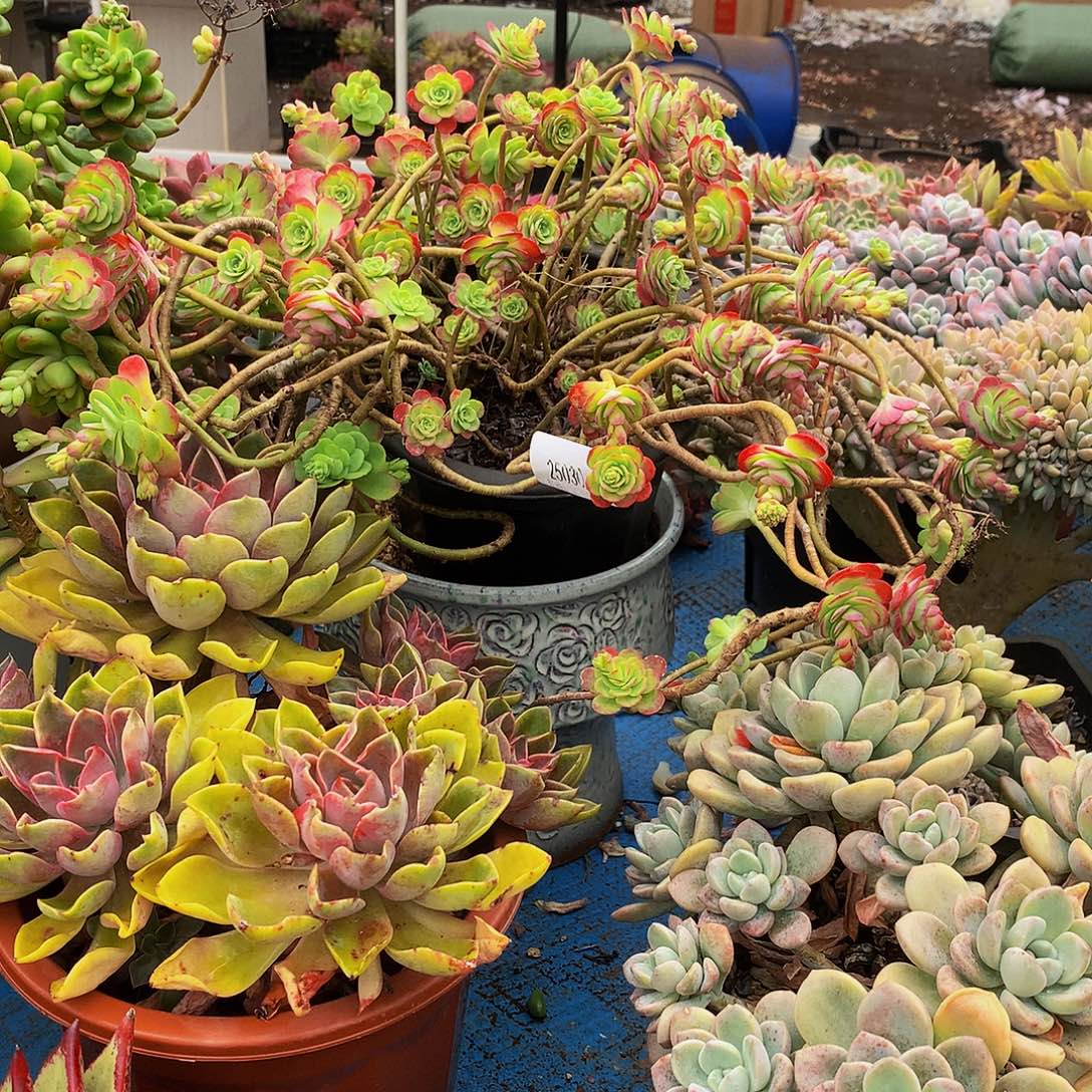 小***西薄化妆25030吨肉多肉