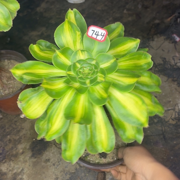 暴君744多肉植物法师