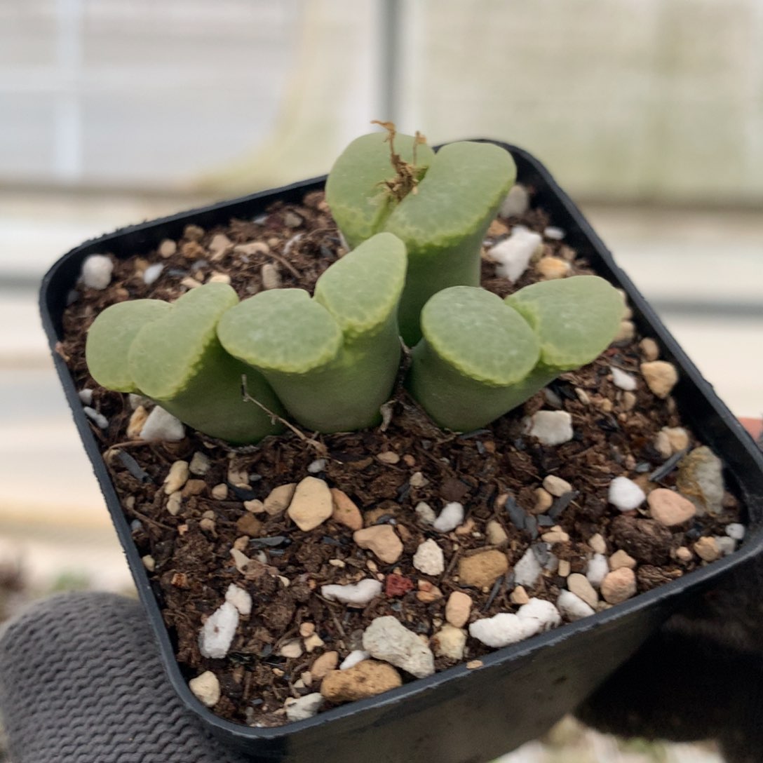 410粉樱风铃母本