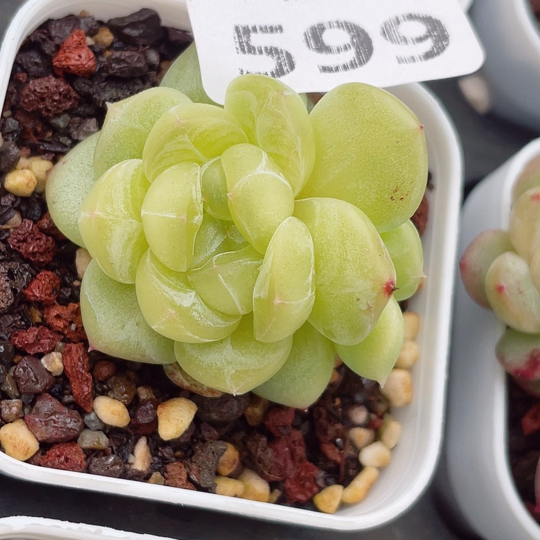 599问你的话费怎么样的