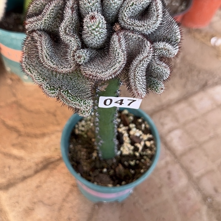 奶***）无花朵嫁接佩雷缀047