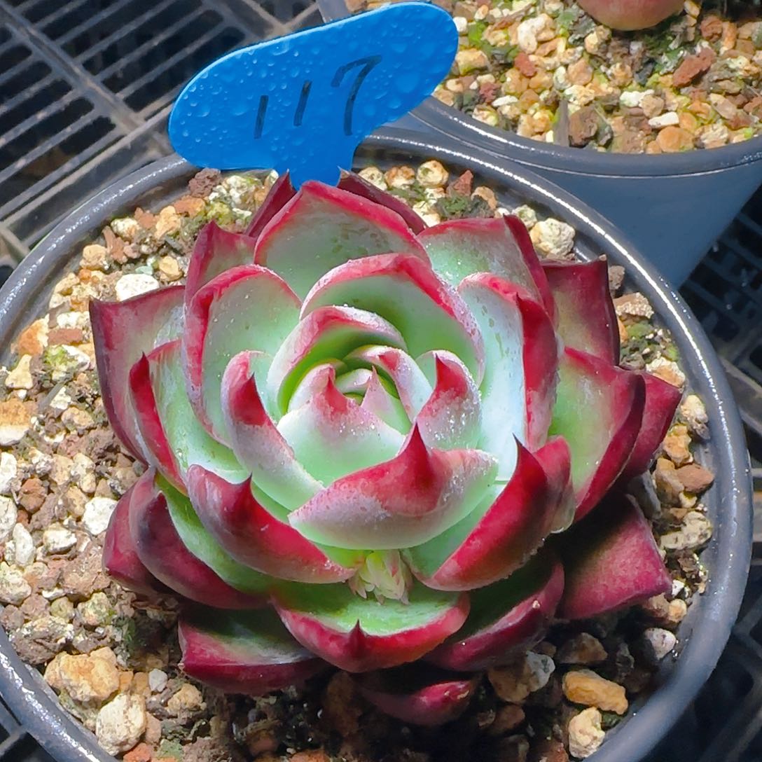 小惊鸿仙子一物一拍117号