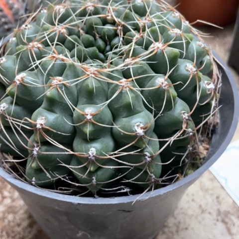 分哦花玉超人气15米仙人球