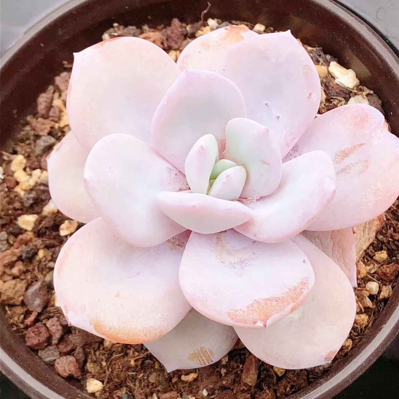 多肉植物  大号母本奶茶一颗（叶展7-8左右）满28包邮除偏远