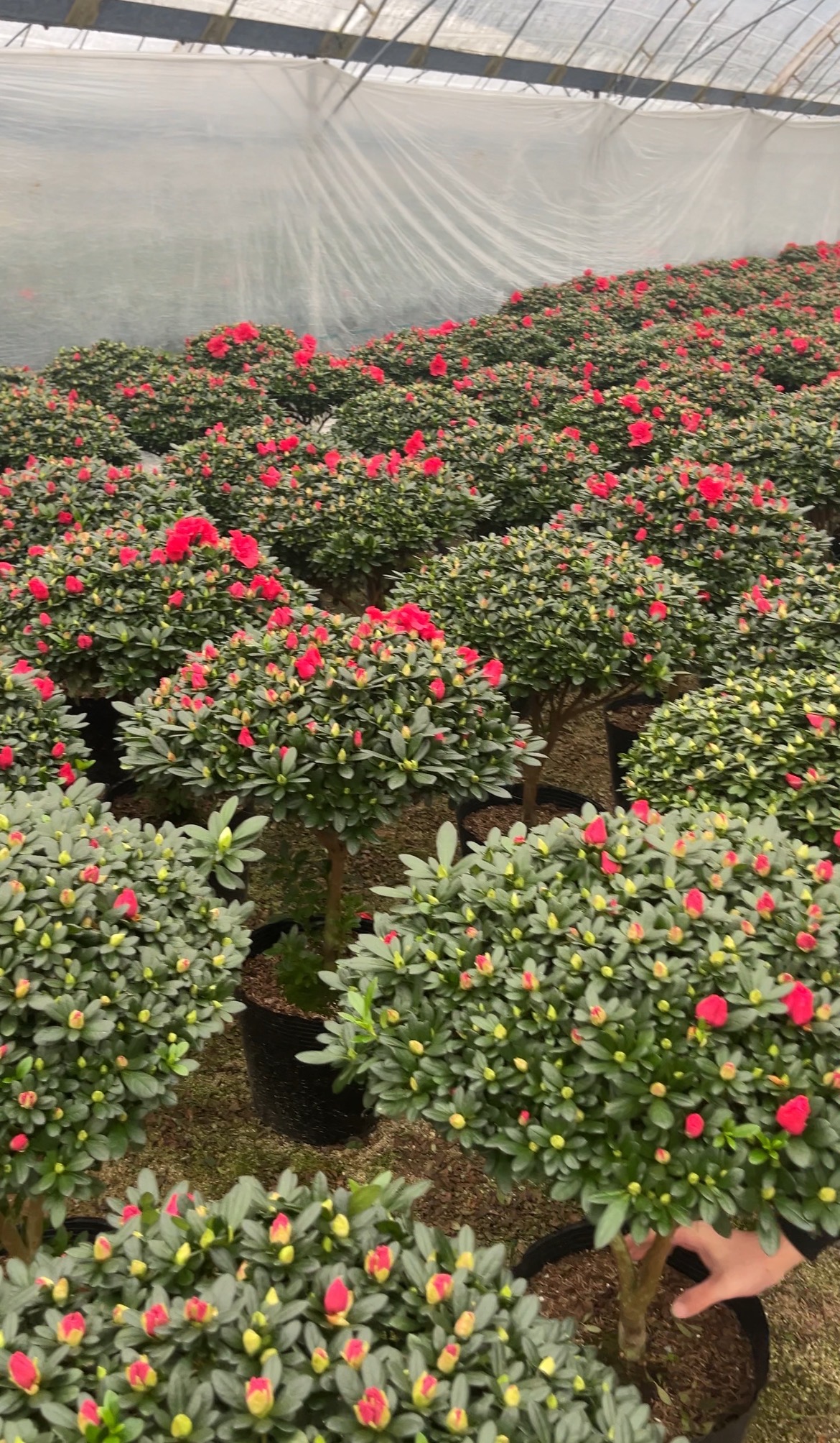 杜鹃花盆栽带花苞四季开花适合室内外种植的好养绿植