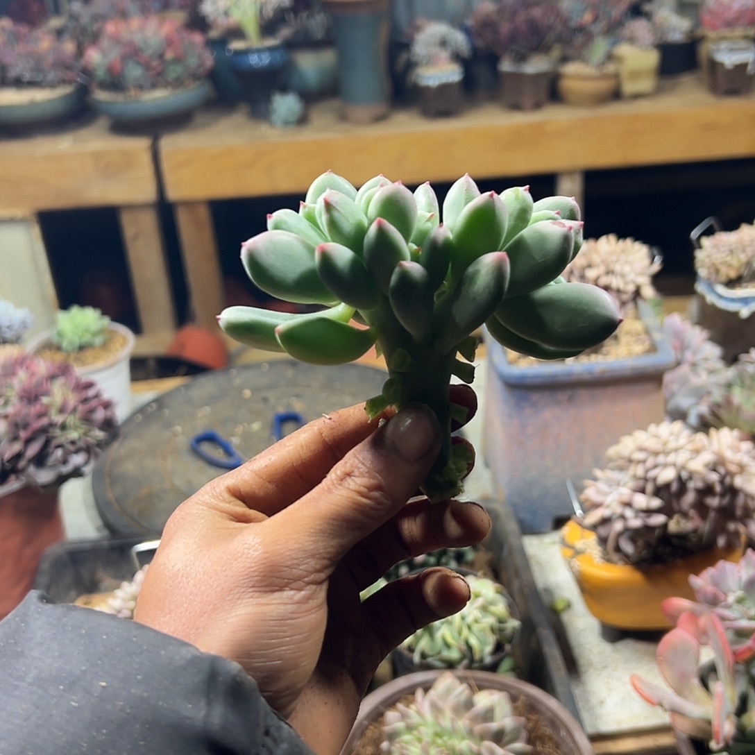 鱼***2多肉植物实物直播实物108