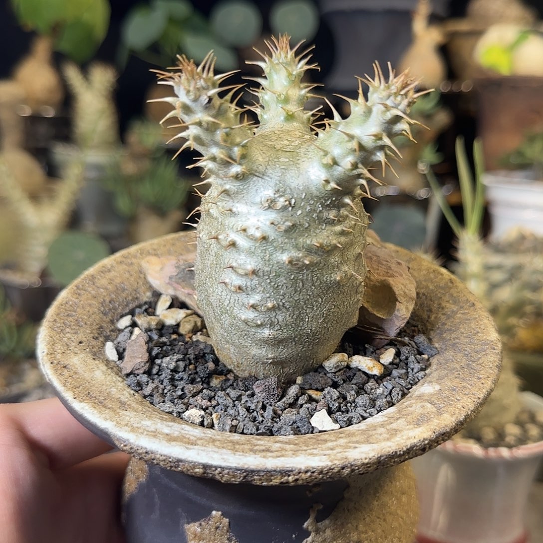 一物一拍象牙宫390