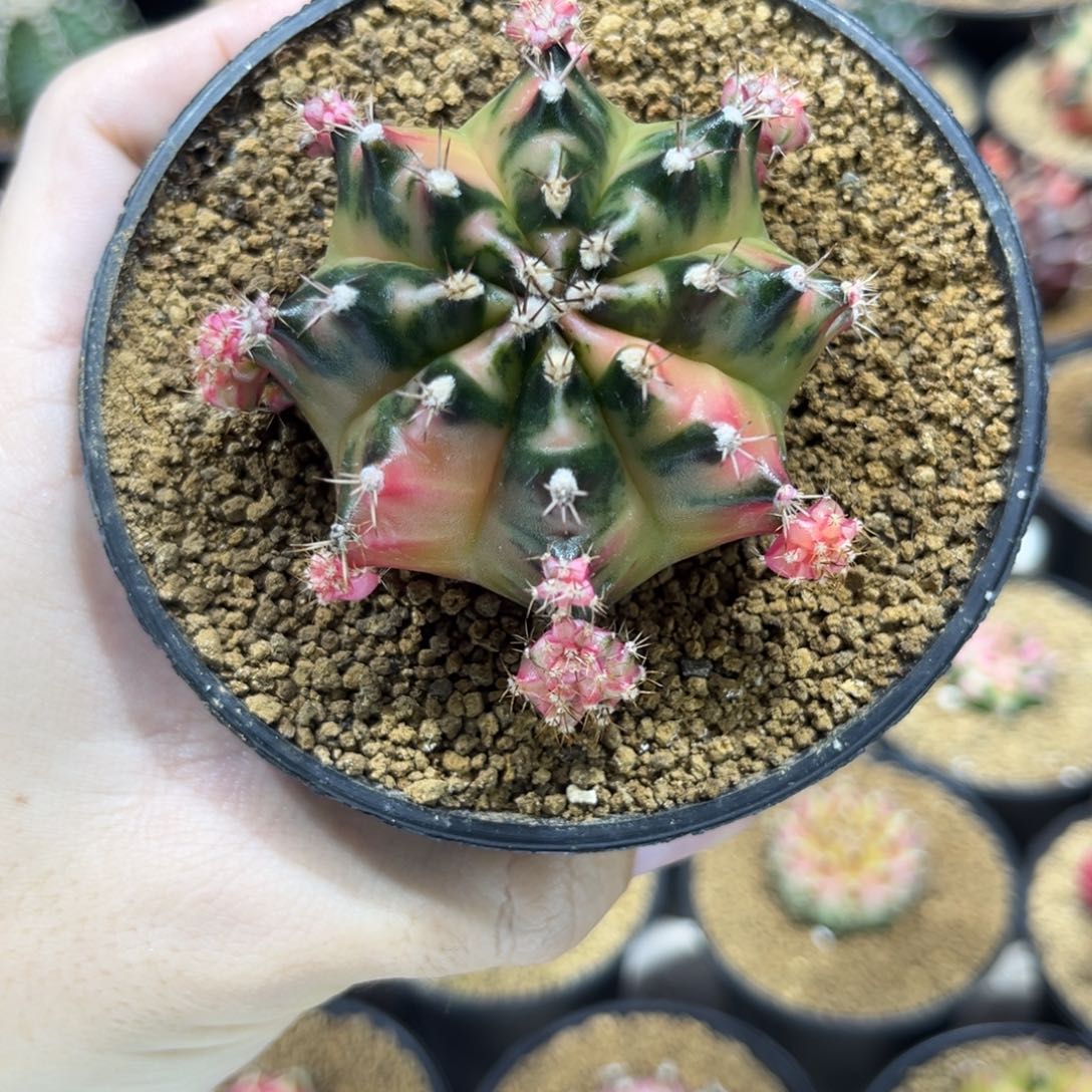 枫叶——————————侧芽50