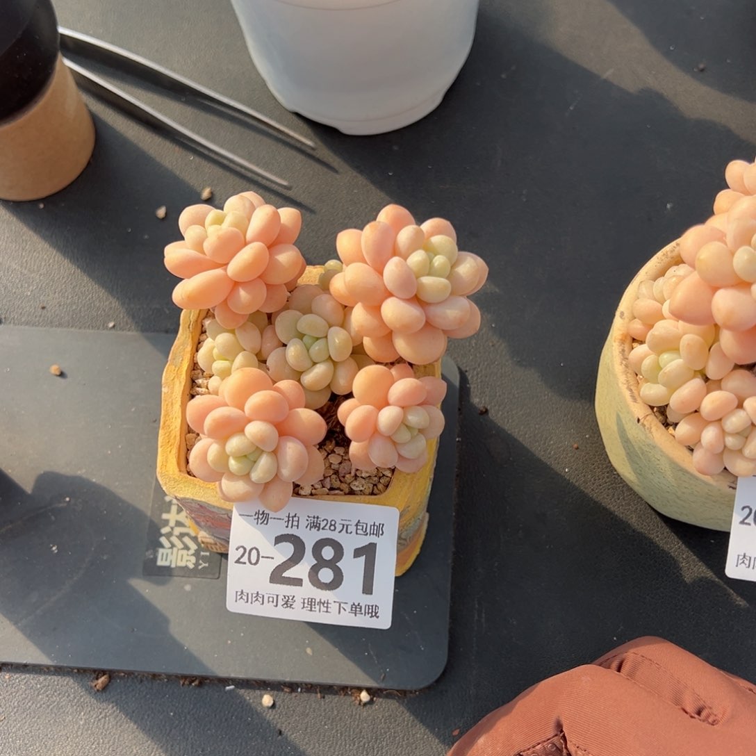 洛可可多肉多肉多肉多肉