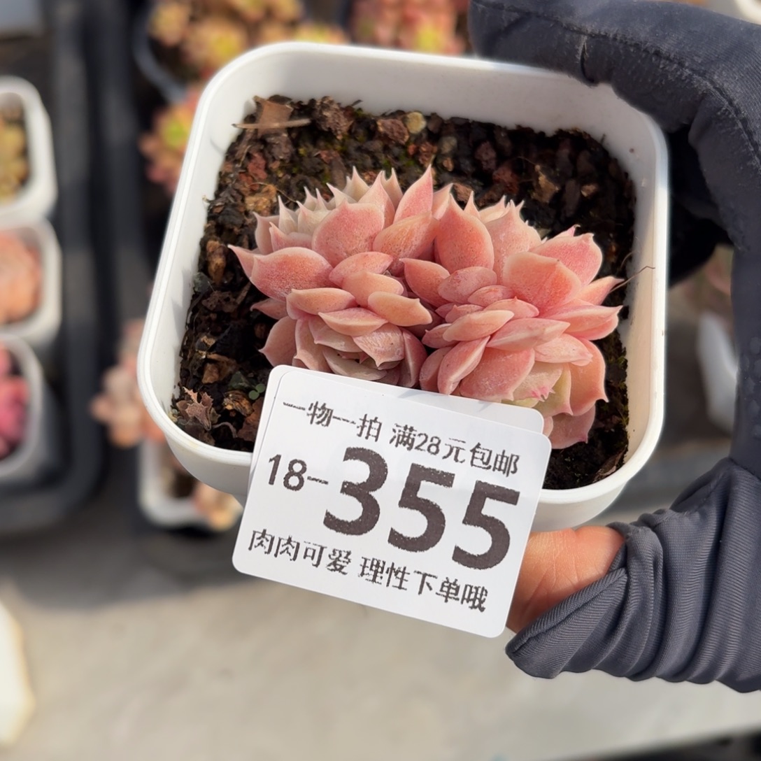 昂斯诺无盆土发货无