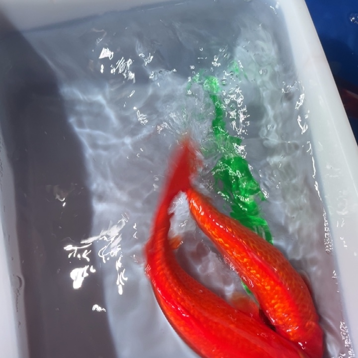 锦鲤锦鲤红白火鲤