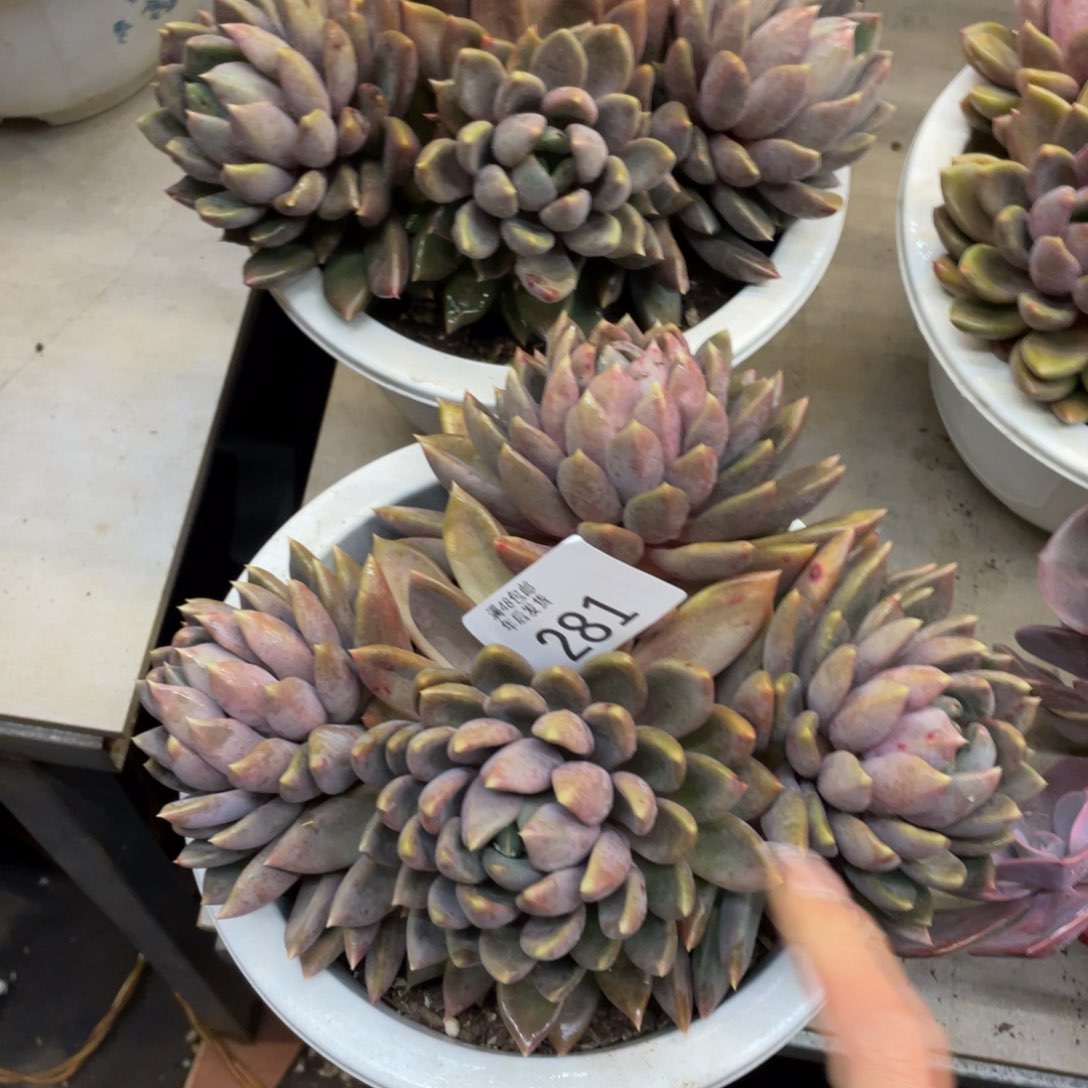 黑大帅多肉281象牙