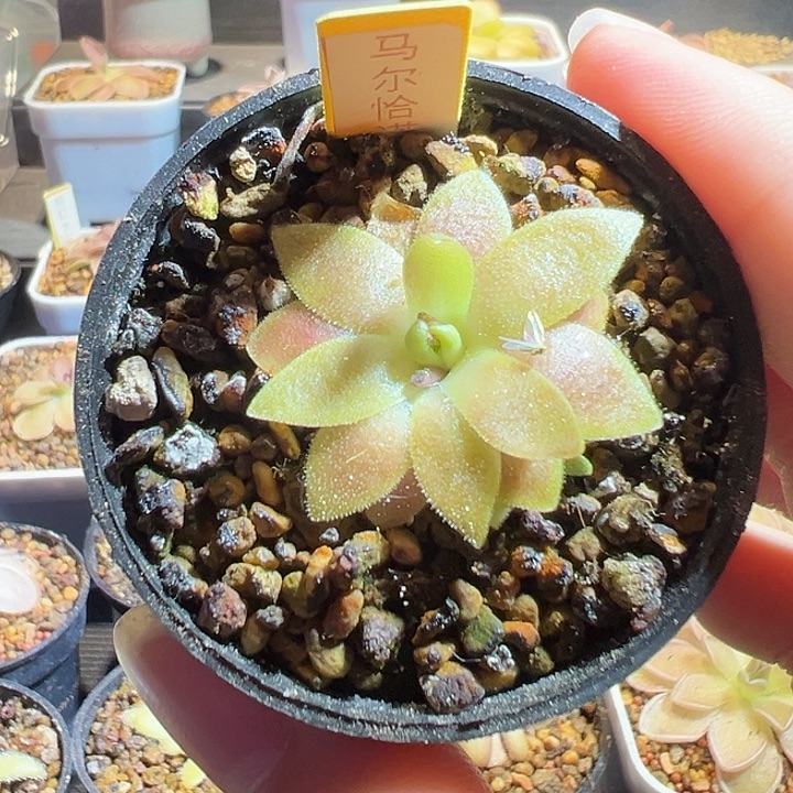 无花朵捕虫堇脱土发马尔恰诺88154