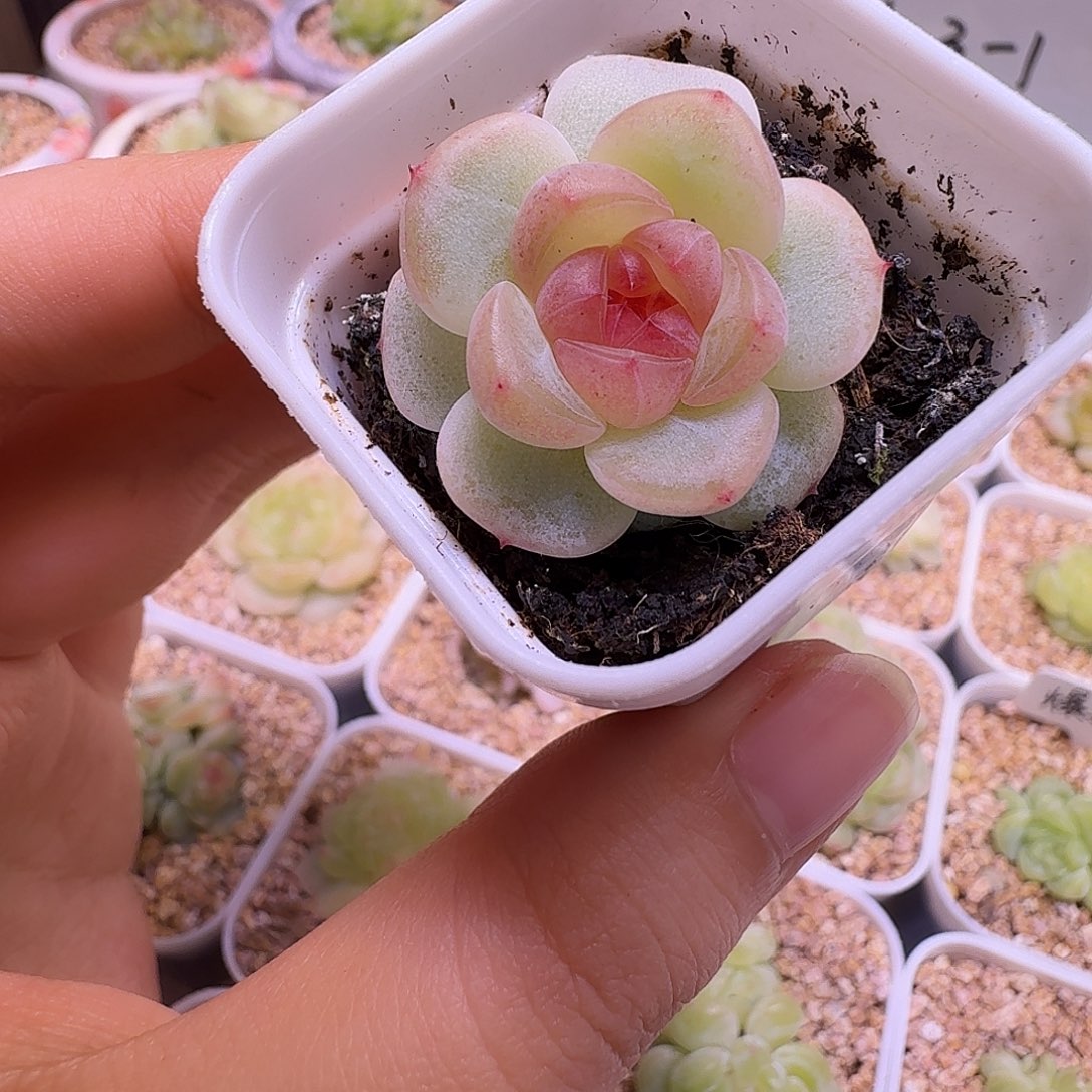 玩***友甜心青梅一物一拍