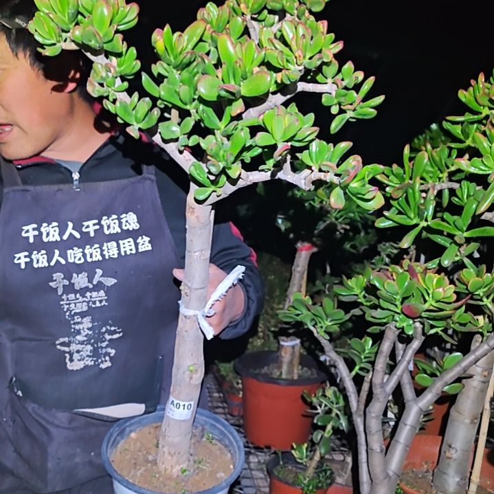 向***葵黄金吸财树老桩010