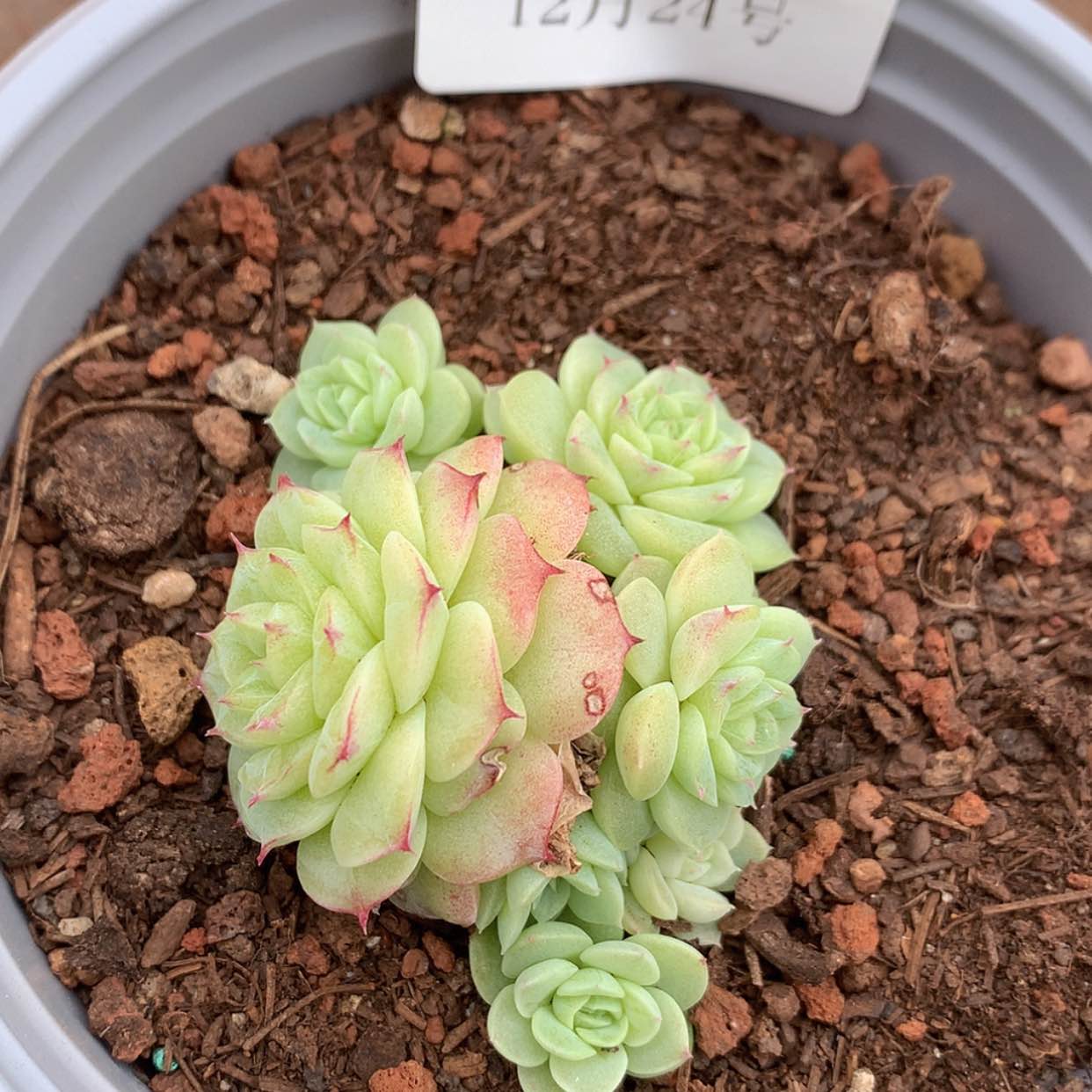 【闪购商品】云741
