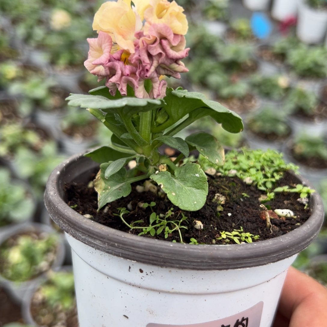 【闪购商品】完全开放077号苗小介意勿拍