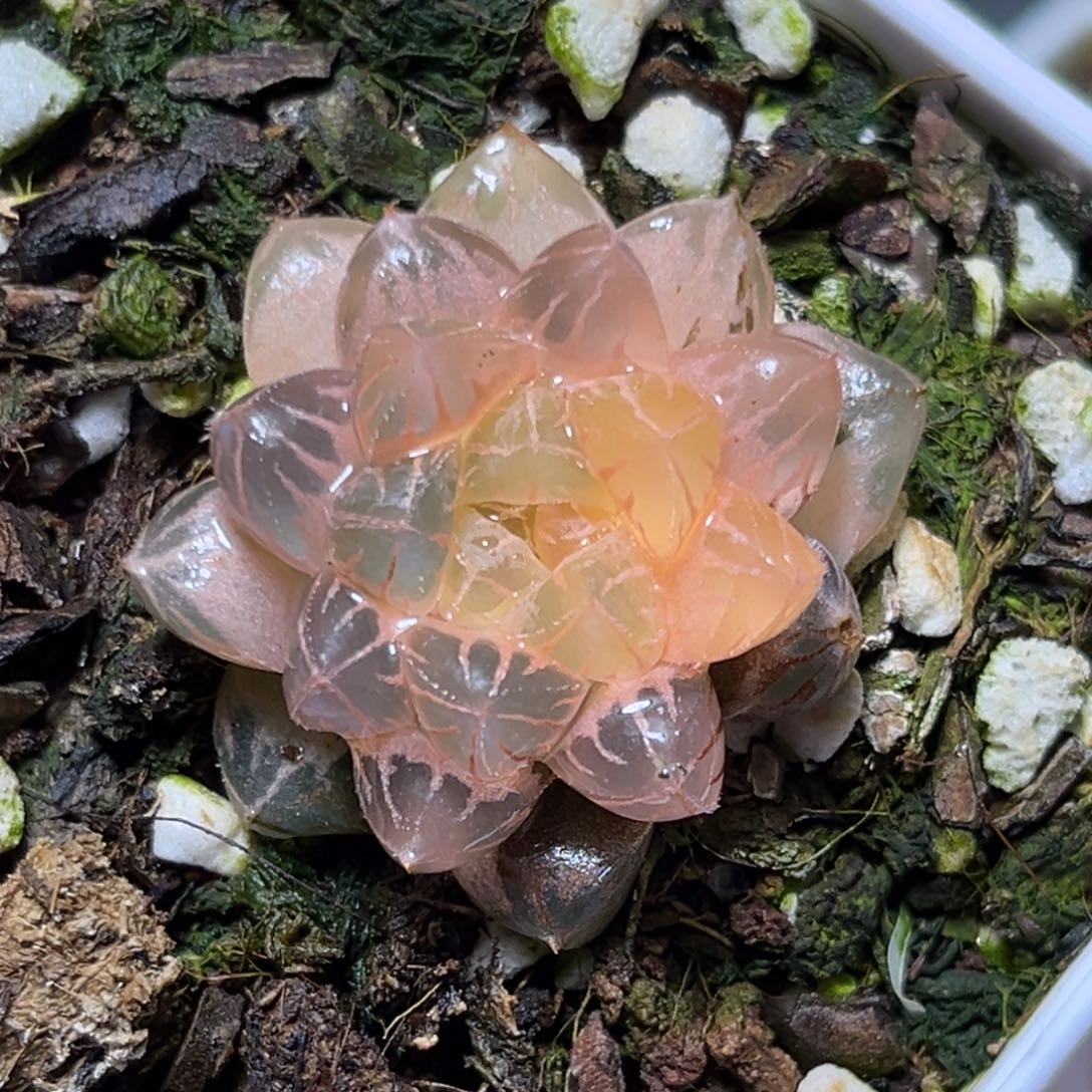 恭喜发财大吉大利650