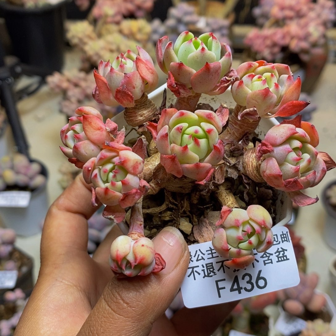 436娜娜小勾多肉7c m