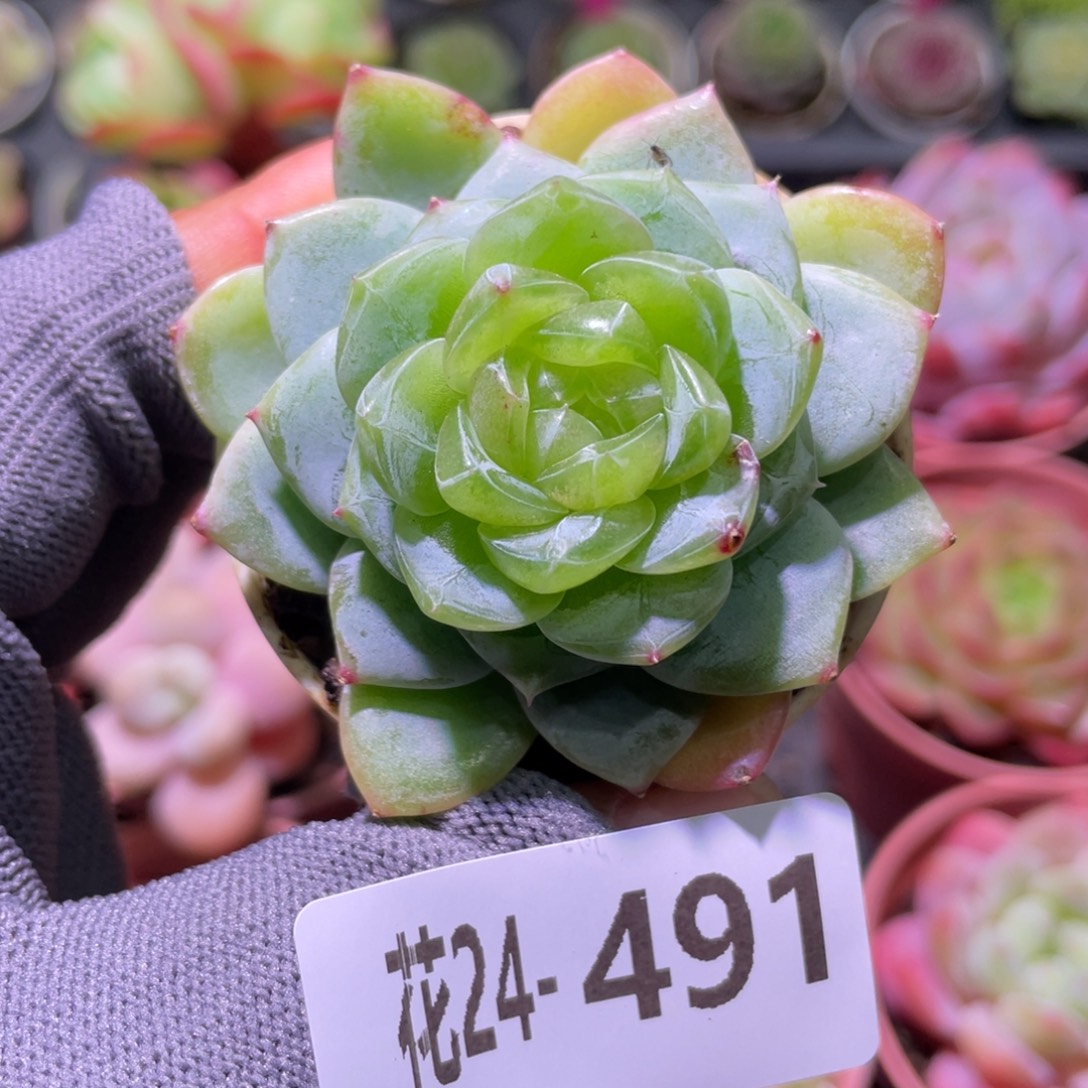 花利美24-491冰蕊