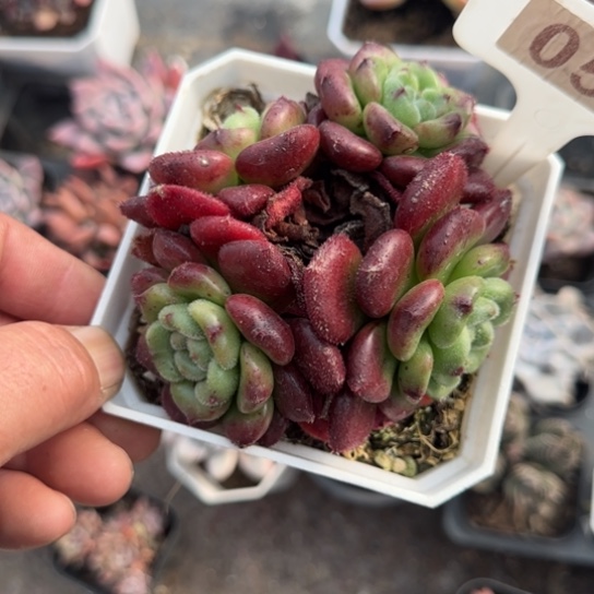 53卡罗尔多肉植物多