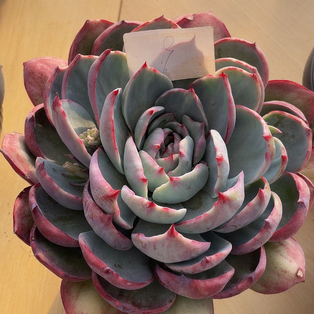 惊鸿9号多肉多肉多肉