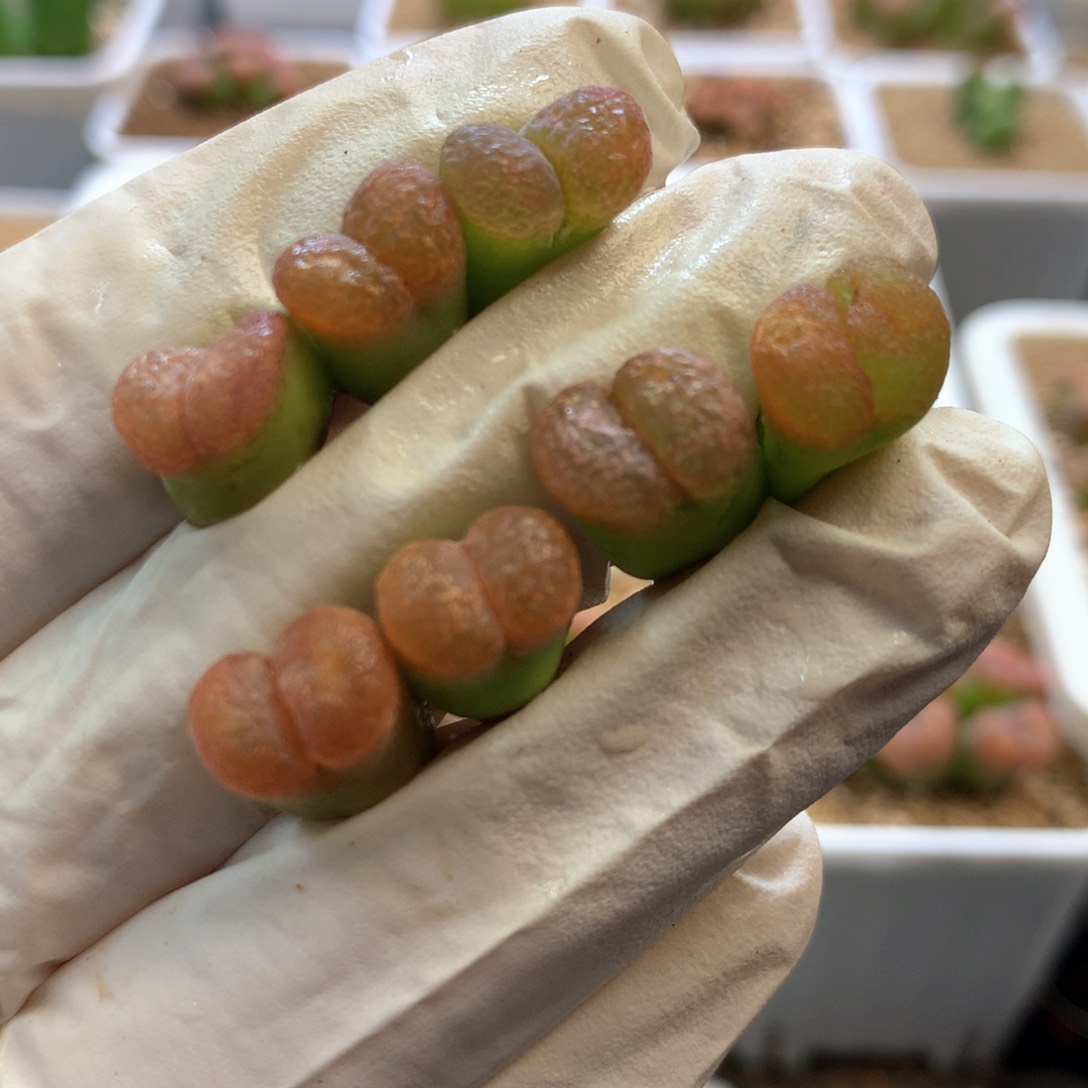 7颗单头红风铃 肉锥植物