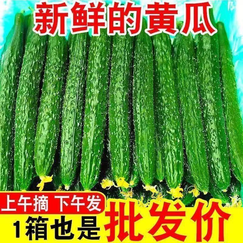 云南新鲜水果黄瓜露天种植清脆清香美味无刺