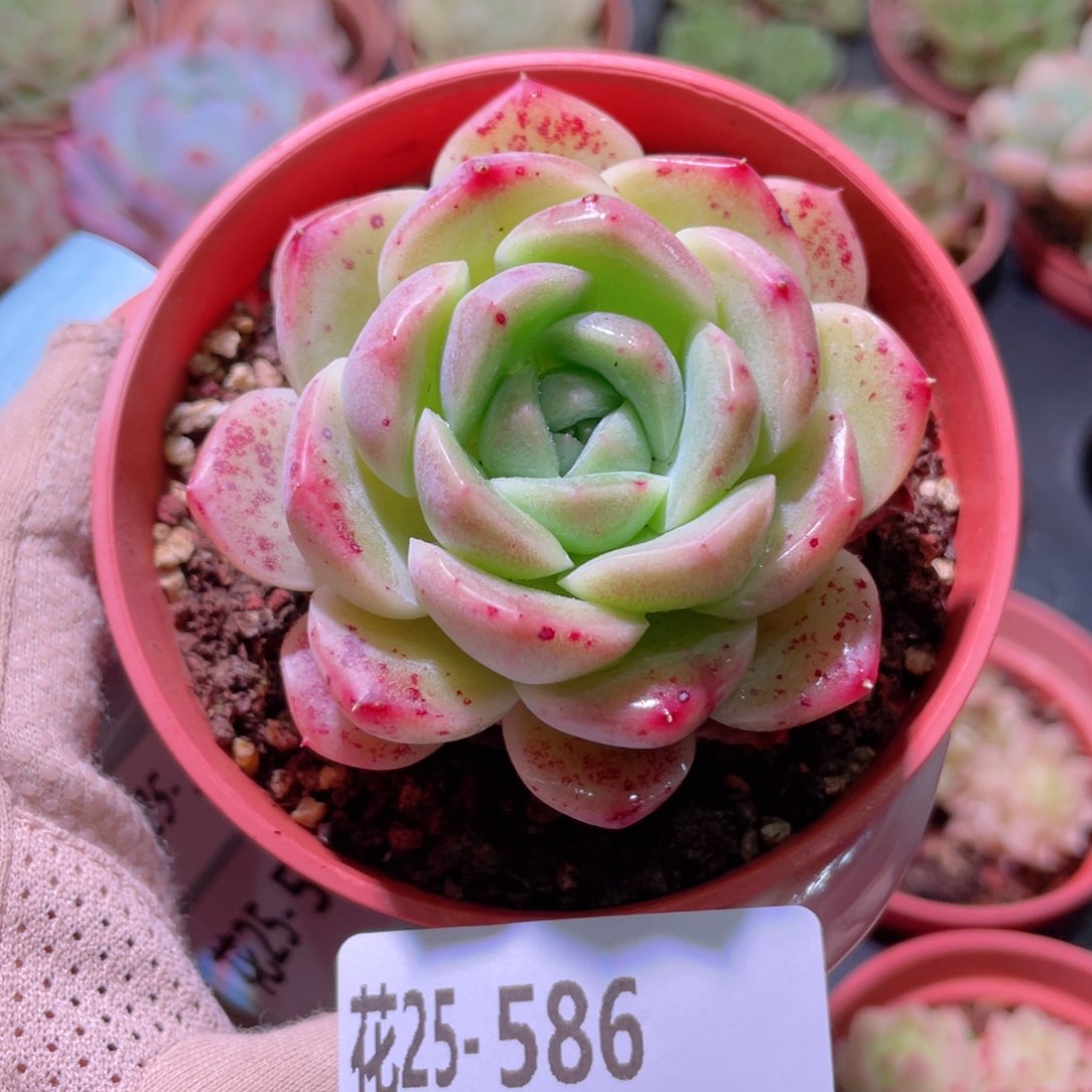 花利美25-586新品