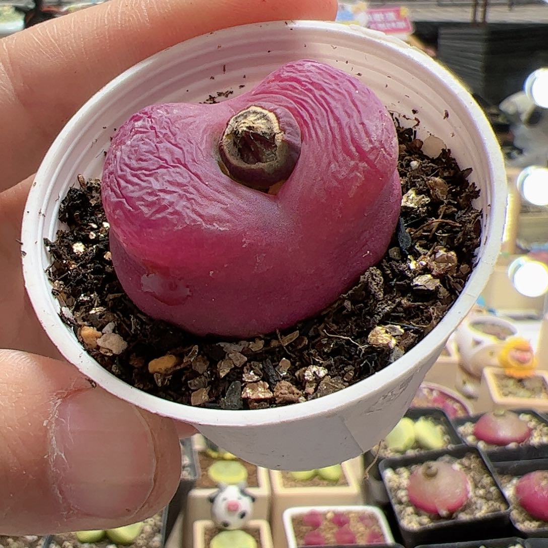 【闪购商品】94 带盆