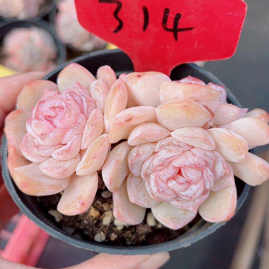 314号小老桩玉凝群
