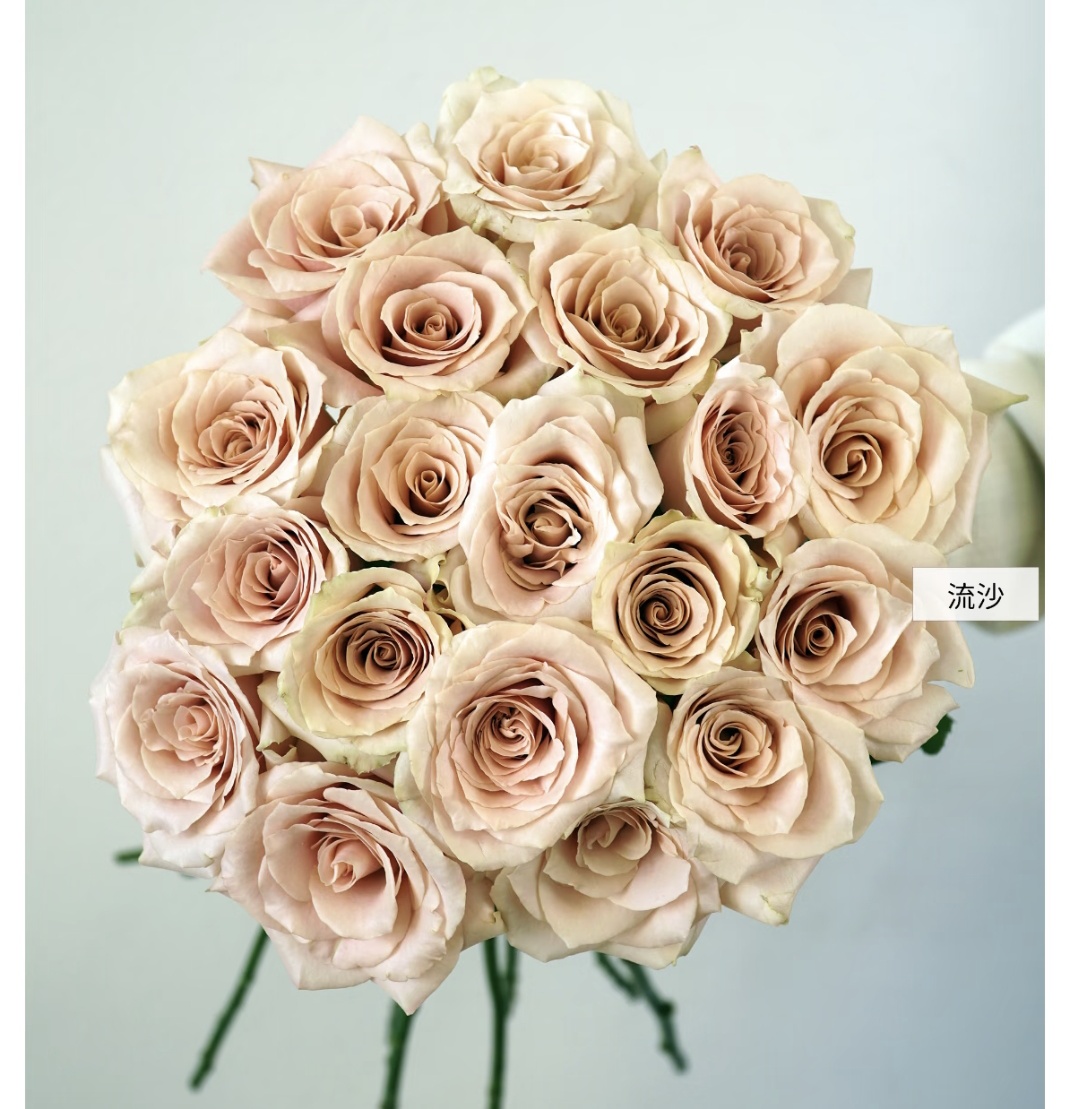 【流沙】不拍保温棉不售后沈阳晓全花行流沙玫瑰花