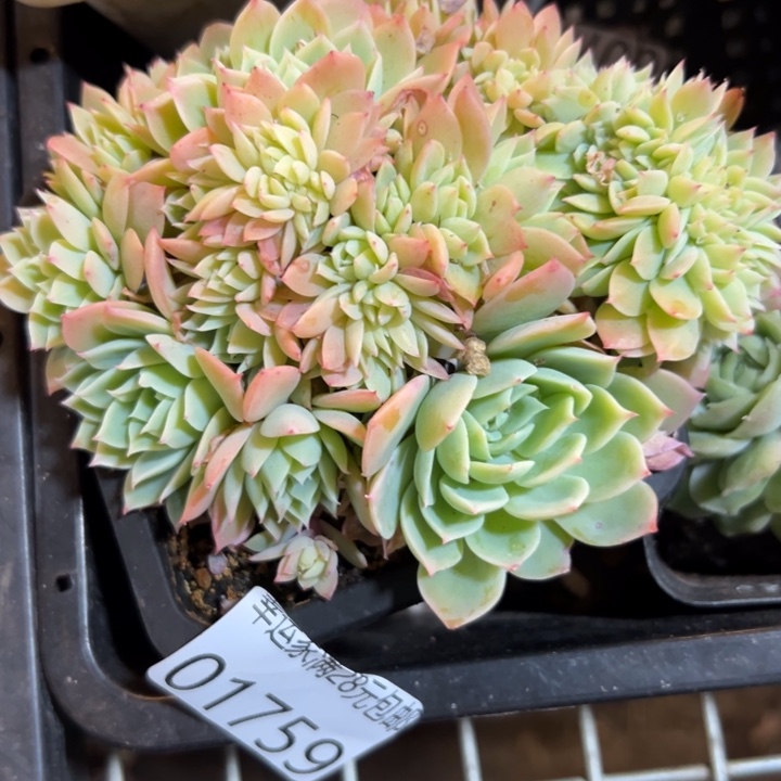 幸运儿是一位非常优秀幸运