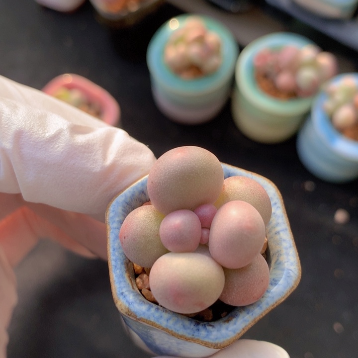 025 汉堡奶酪 圆胖胖