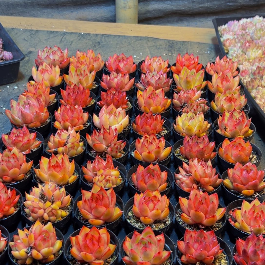 234多肉葡萄的价格是