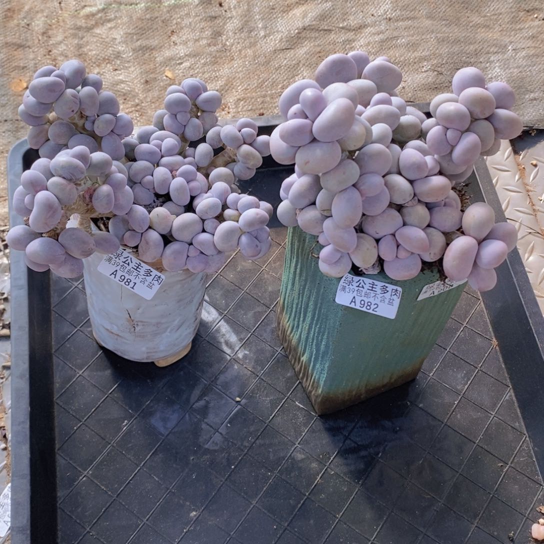 芭比奶洛2盆981，982多肉植物