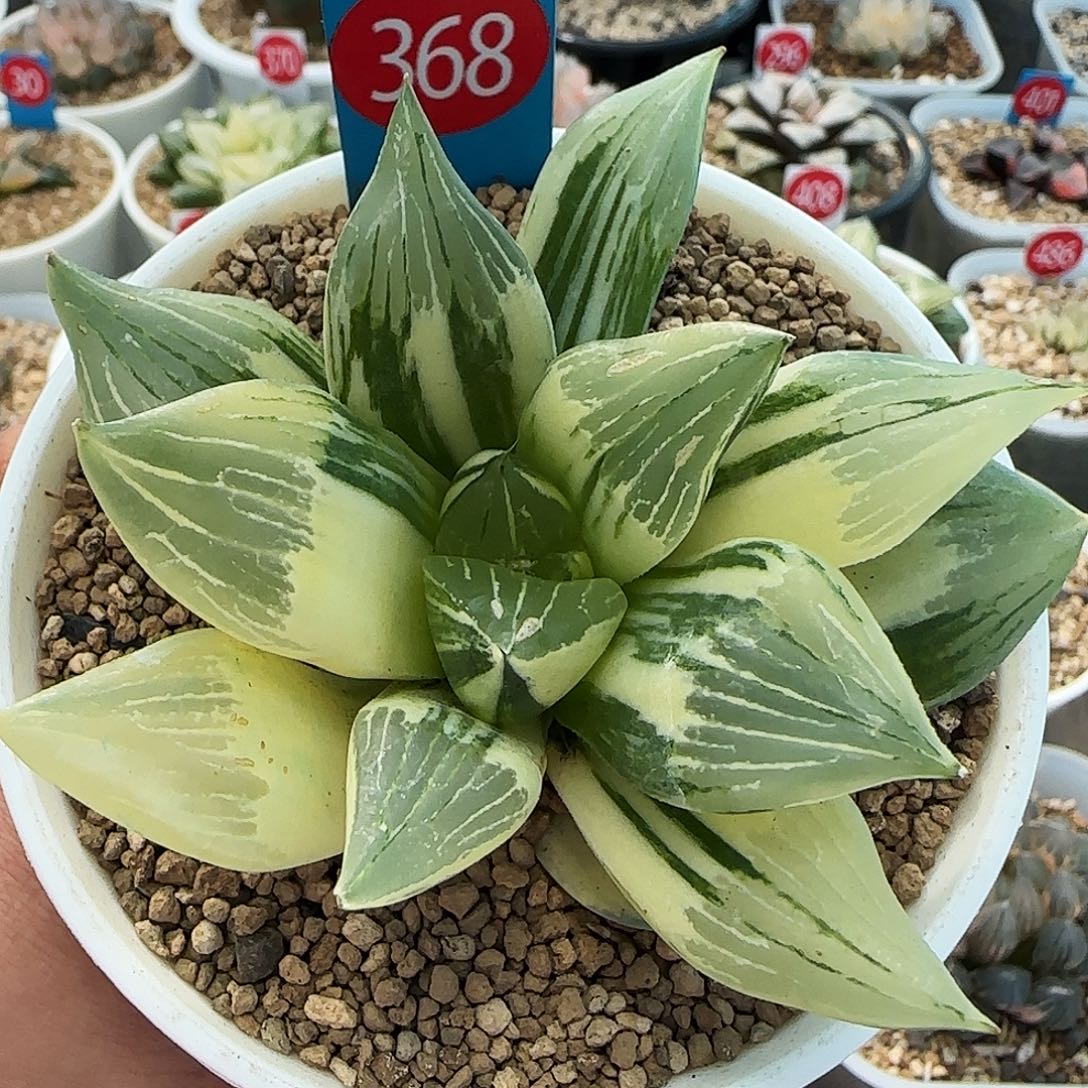 368号实生寿锦8.7左右一物一拍带盆