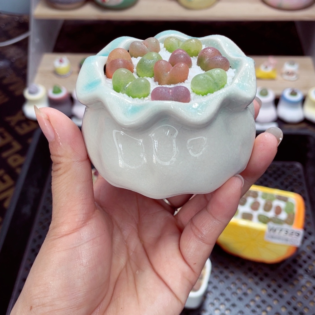 w7331 开播福利 带盆土发货一物一拍