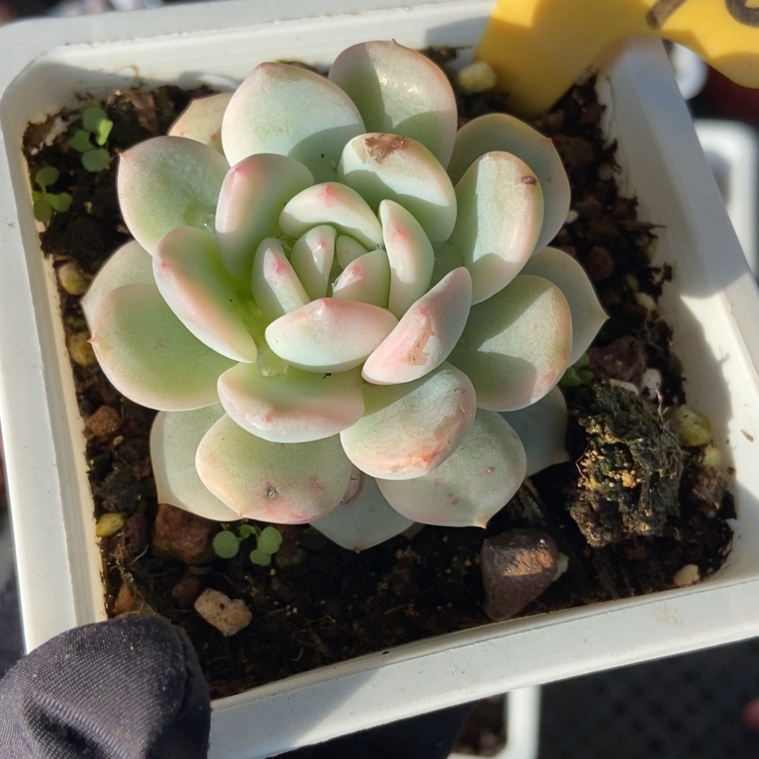 2090梦露锦多肉植物