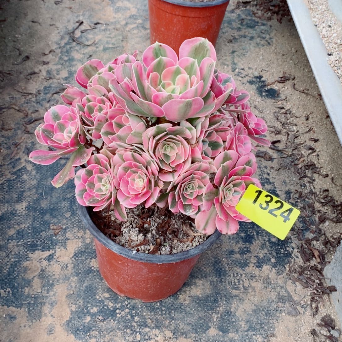 粉女巫多肉法师1324多肉法师