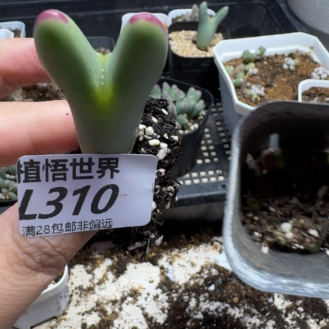 多肉植物的人生ghn